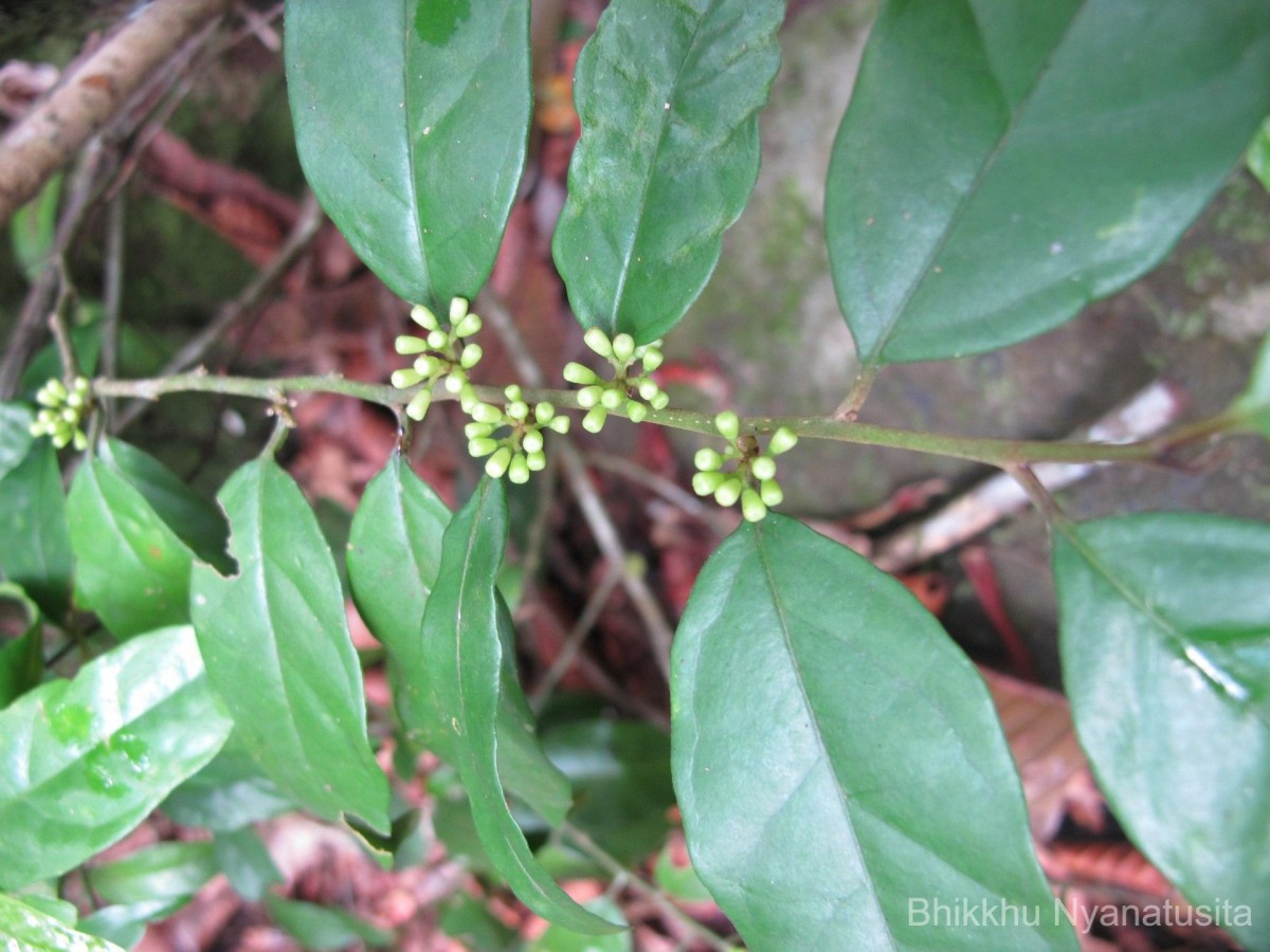 Gomphandra tetrandra (Wall.) Sleumer